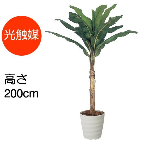 観葉植物 フェイク おしゃれ 大型 バナナ ポリ製 おしゃれ 2 0m ポリ製 インテリア フェイク 造花 鉢 おしゃれ オフィス ロビー 南国 雑貨 バナナの木 代金引換不可 135b500 26 コスチュームで仮装大賞 通販 偽物