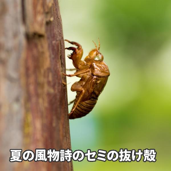 昆虫 Tシャツ セミの抜け殻 グッズ おもしろ 雑貨 オリジナル メンズ レディース キッズ S M L Xl 3l 4l 男性 女性 カラー 可愛い おしゃれ 面白い シュール Nukegara T コスチュームで仮装大賞 通販 Yahoo ショッピング