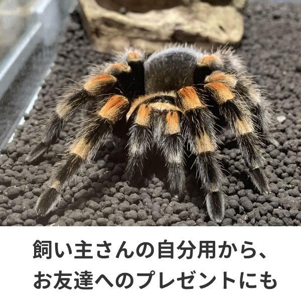 タランチュラ Tシャツ グッズ クモ 蜘蛛 くも おもしろ 雑貨 オリジナル メンズ レディース S M L Xl 3l 4l 男性 女性 カラー 可愛い おしゃれ 面白い シュール Taran T コスチュームで仮装大賞 通販 Yahoo ショッピング