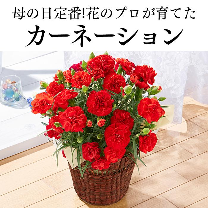 母の日 花 カーネーション プレゼント 2024 ( 鉢植え 生花 花鉢 花束 70代 80代 60代 セット ギフト スイーツ ギフトセット ギフトランキング ) 4号 MDZ8｜kasutera1ban｜05