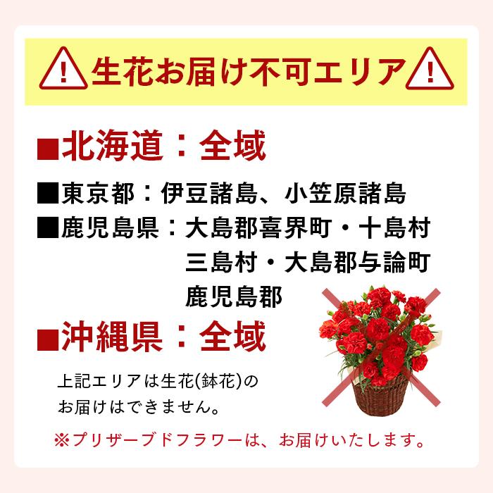 母の日 花 カーネーション プレゼント ( 鉢植え 鉢花 80代 70代 花束 生花 花鉢 スイーツ お菓子 ネット限定 60代 和菓子 セット 2024 ) 花とスイーツ MD12｜kasutera1ban｜26