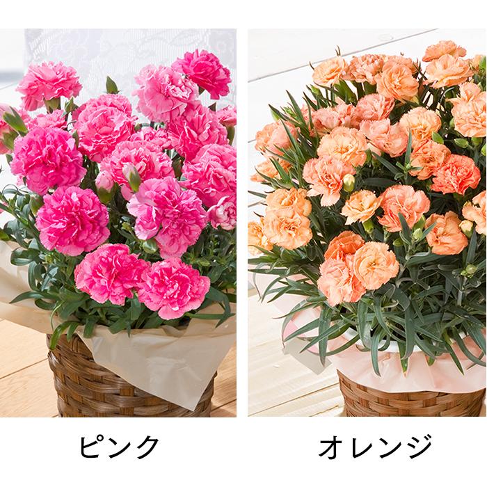 母の日 花 カーネーション プレゼント ギフト ( 80代 定番 90代 70代 生花 花鉢 鉢植え 鉢花 2024 花束 フラワー 種類 高級 人気 ) 4号鉢 MDSI｜kasutera1ban｜09