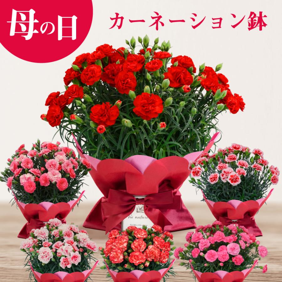 遅れてごめんね 母の日 ギフト 花 カーネーション 2022 プレゼント 5号