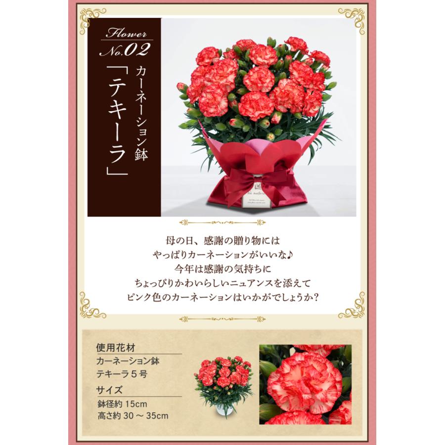 遅れてごめんね 母の日 ギフト 花 カーネーション 2022 プレゼント 5号