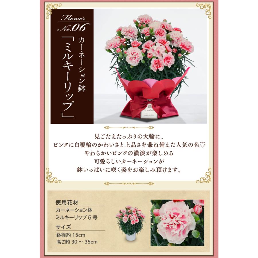 遅れてごめんね 母の日 ギフト 花 カーネーション 2022 プレゼント 5号