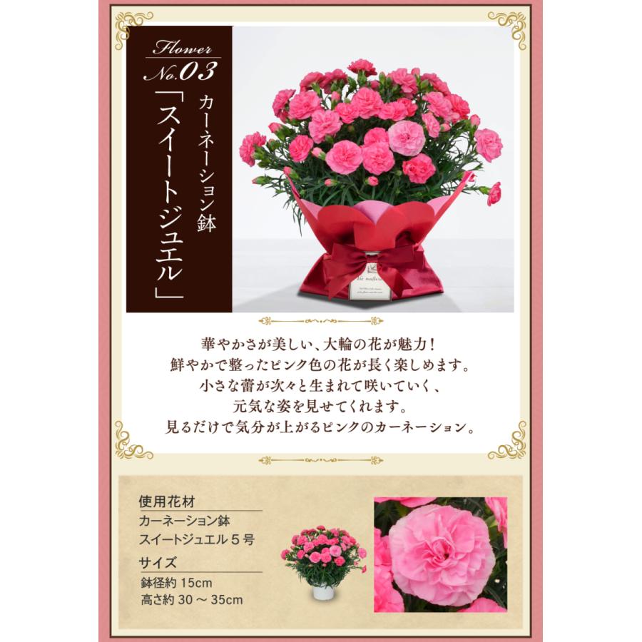 母の日 22 花鉢 花とスイーツセット ギフト プレゼント 送料無料 カーネーション 花鉢 5号と絶品スイーツ 焼き菓子 詰め合わせ メディア掲載 鉢植え Flower Gift5 Morin 通販 Yahoo ショッピング