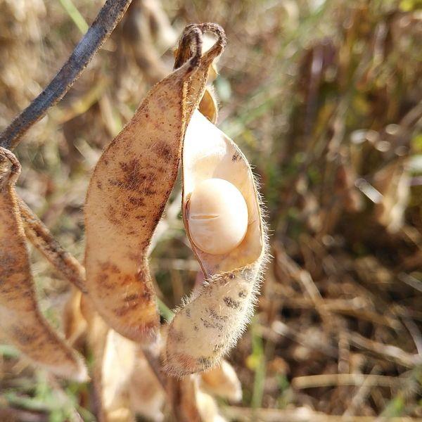 大鉄砲再仕込み醤油 円熟 360ml : 片上醤油ヤフーショッピング店