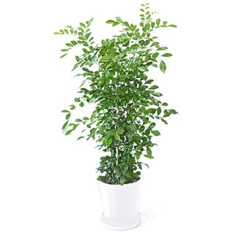 観葉植物 本物 選べる観葉植物 ホワイト 8号鉢 ゲッキツ セラアート鉢 ならショッピング ランキングや口コミも豊富なネット通販 更にお得なpaypay残高も スマホアプリも充実で毎日どこからでも気になる商品をその場でお求めいただけます 花