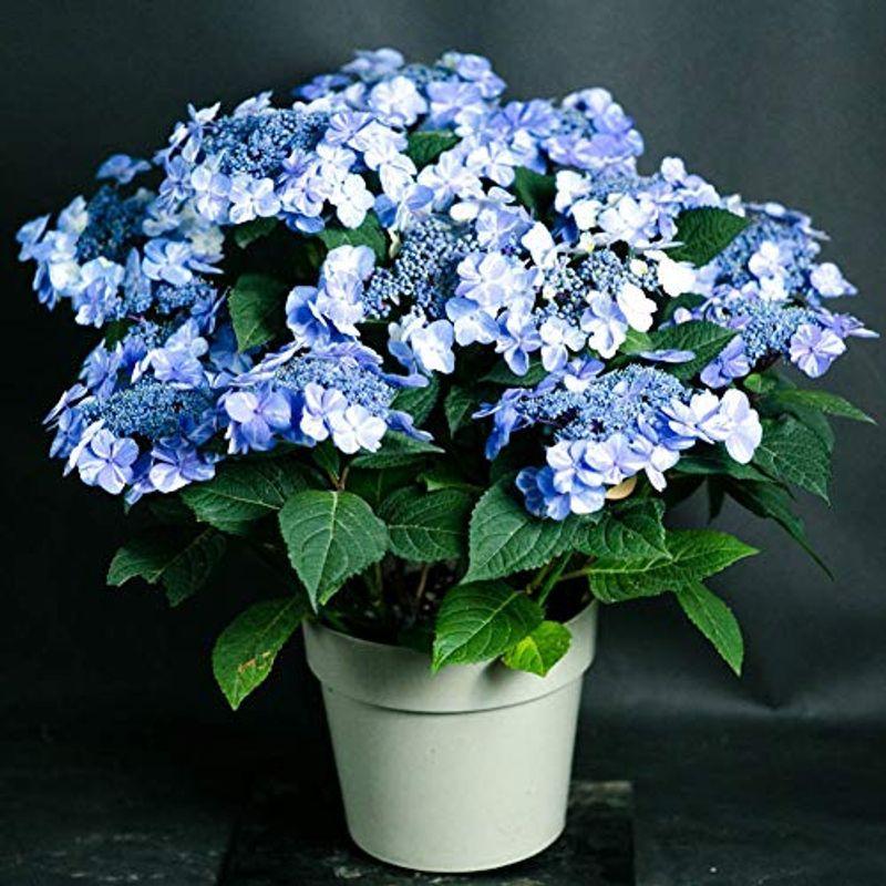 ショッピング公式 母の日 ギフト 店長こだわり珍しい逸品アジサイ鉢 ラッピングしてお届け 鉢花 鉢植え フラワーギフト アジサイ ハイドランジア 早い者勝ちい 購入して無料で入手 Ssl Daikyogo Or Jp