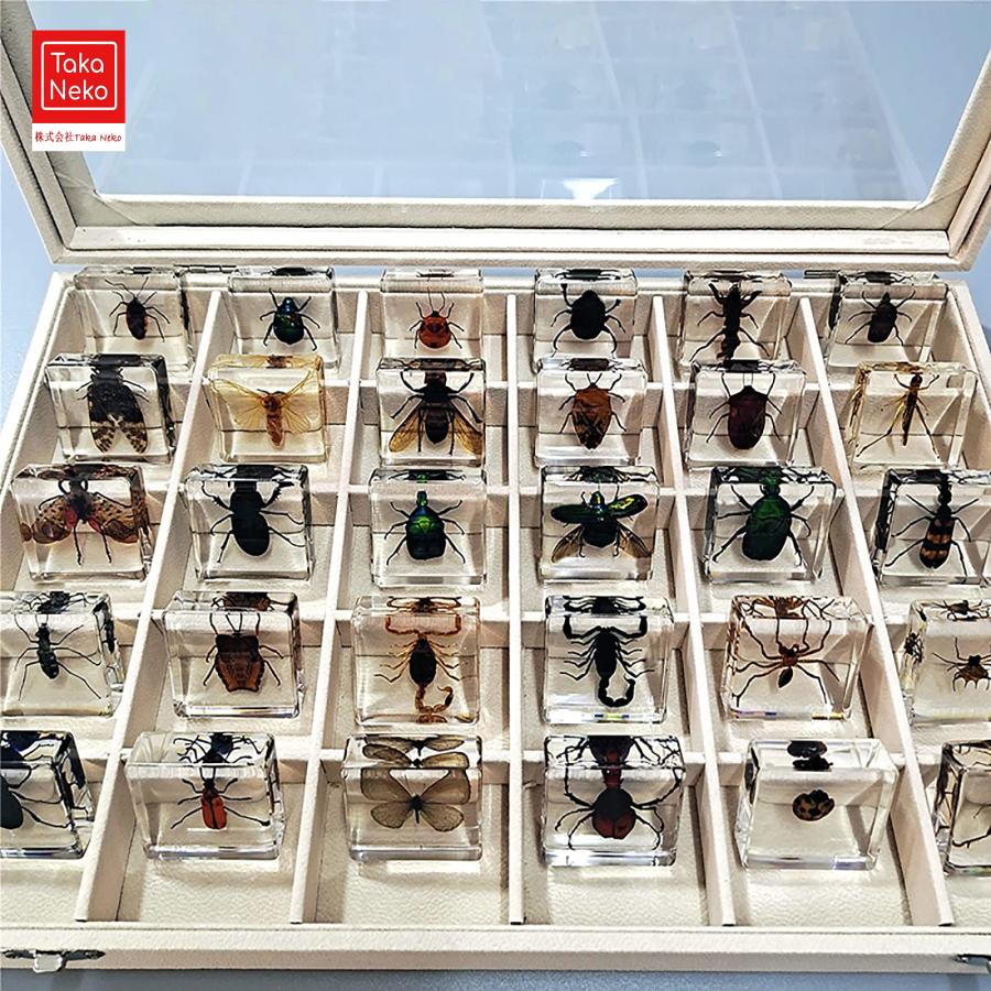 トロピカルスコーピオン 標本 シンガポール産 Amazon | 本物の昆虫樹脂標本、絶妙な動物標本ギフトセット