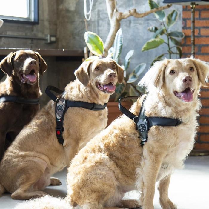 トレポンティ プリモ カモフラージュ | 中型・大型犬用ハーネス | TRE PONTI | 11