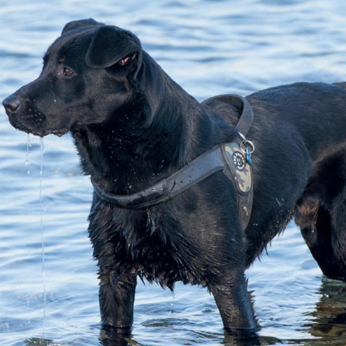 トレポンティ プリモ カモフラージュ | 中型・大型犬用ハーネス | TRE PONTI | 12