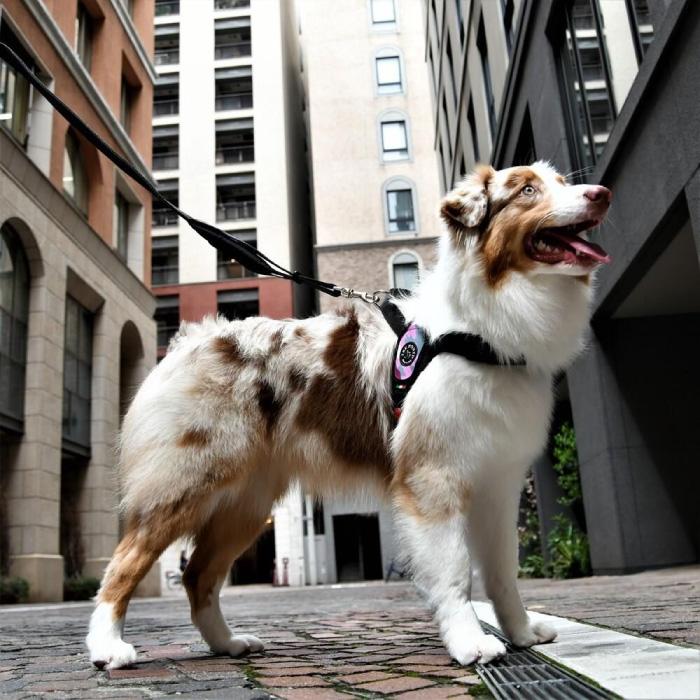 トレポンティ プリモ カモフラージュ | 中型・大型犬用ハーネス | TRE PONTI | 13