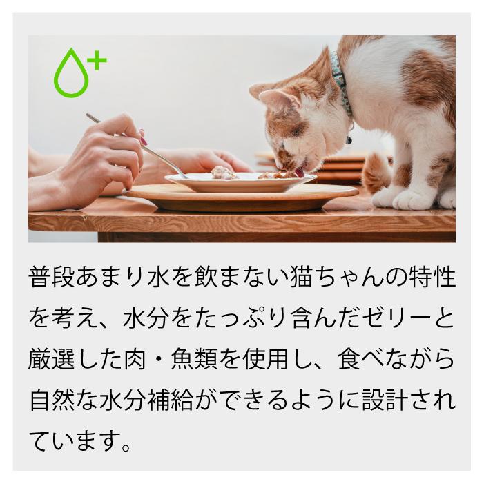 シシア（Schesir） キャット 選べる15缶セット 50g×15缶 | 保存料