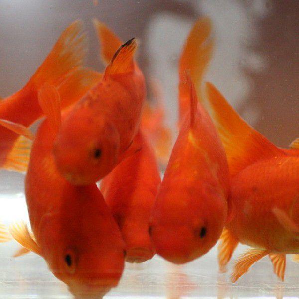 エサ金魚 小赤 3 4ｃｍ前後 １００匹 1 金魚 熱帯魚 えさ 加藤商店 通販 Yahoo ショッピング