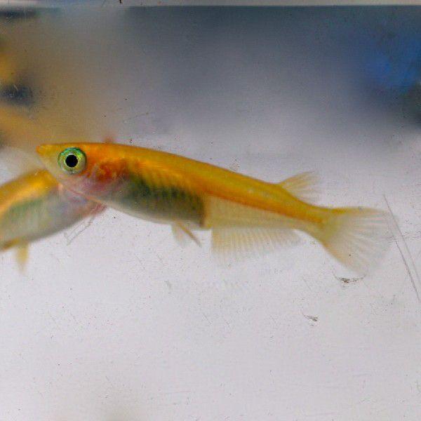 メダカ ヒメダカ 100匹 : 金魚・熱帯魚・えさ 加藤商店 メダカ ヒメダカ 100匹 : 金魚・熱帯魚・えさ 加藤商店