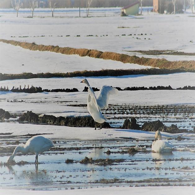 新米北海道産　白米ななつぼし10kg3袋　1等米　令和5年度産　送料無料｜katounousan｜12