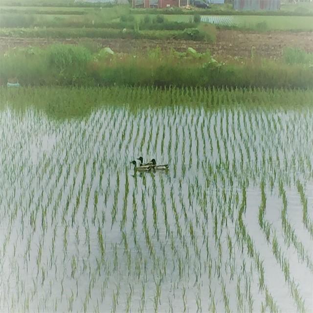 ゆめぴりか 新米北海道産 玄米ゆめぴりか10kg2袋 1等米 令和7年産 送料