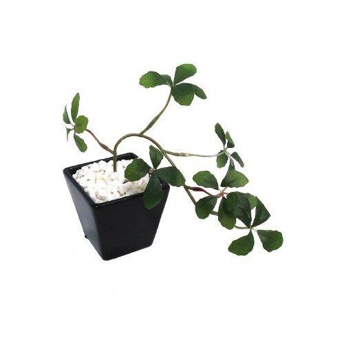 最新最全の 申込期間8月1日13時まで ササガワ 人工観葉植物シュガーバインｂｌｋｓサイズ 取寄商品 Riosmauricio Com