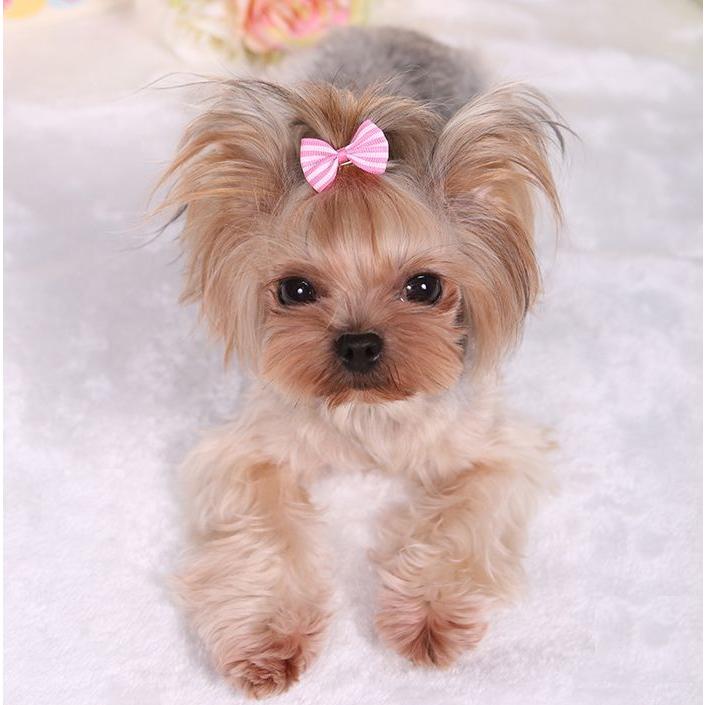 ペット用アクセサリー ヘアアクセ ヘアクリップ 犬用 猫用 小動物