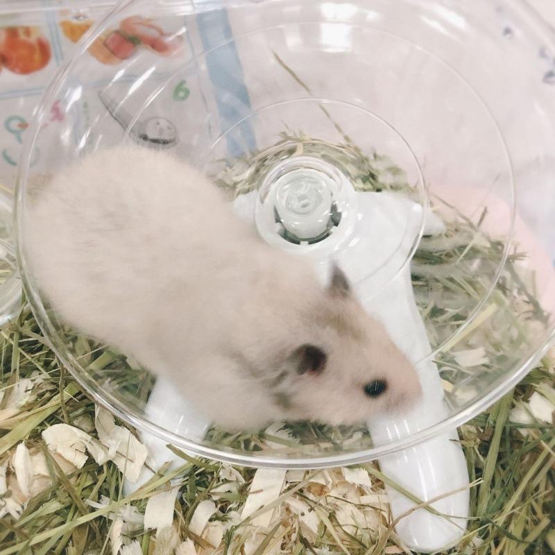 回し車 小動物用 ホイール フライングソーサー ハムスター 静音 回し車 小動物用 ホイール フライングソーサー ハムスター 静音