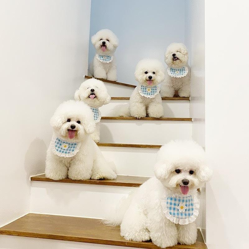 ペット用スタイ よだれかけ ビブ ペット用品 犬 猫 フラワー 花 レース