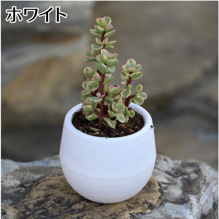 植木鉢 フラワーポット 受け皿付き ミニ 無地 排水 盆栽 軽量 可愛い