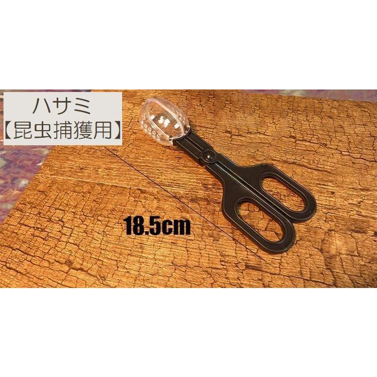 爬虫類餌　30匹 楽天市場】フタホシコオロギ 30匹 S 5-8mm 送料無料 エサラボ 餌