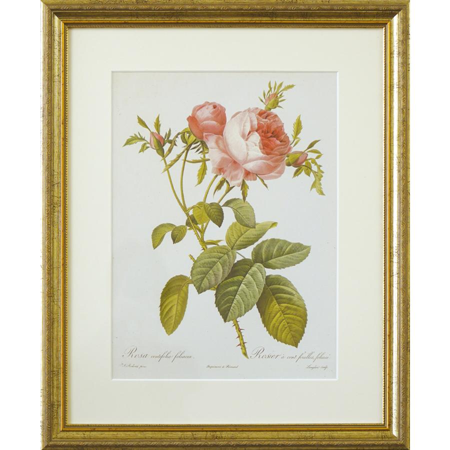 プリモアート】ルドゥーテ『バラ図譜』ベストセレクション : 河出