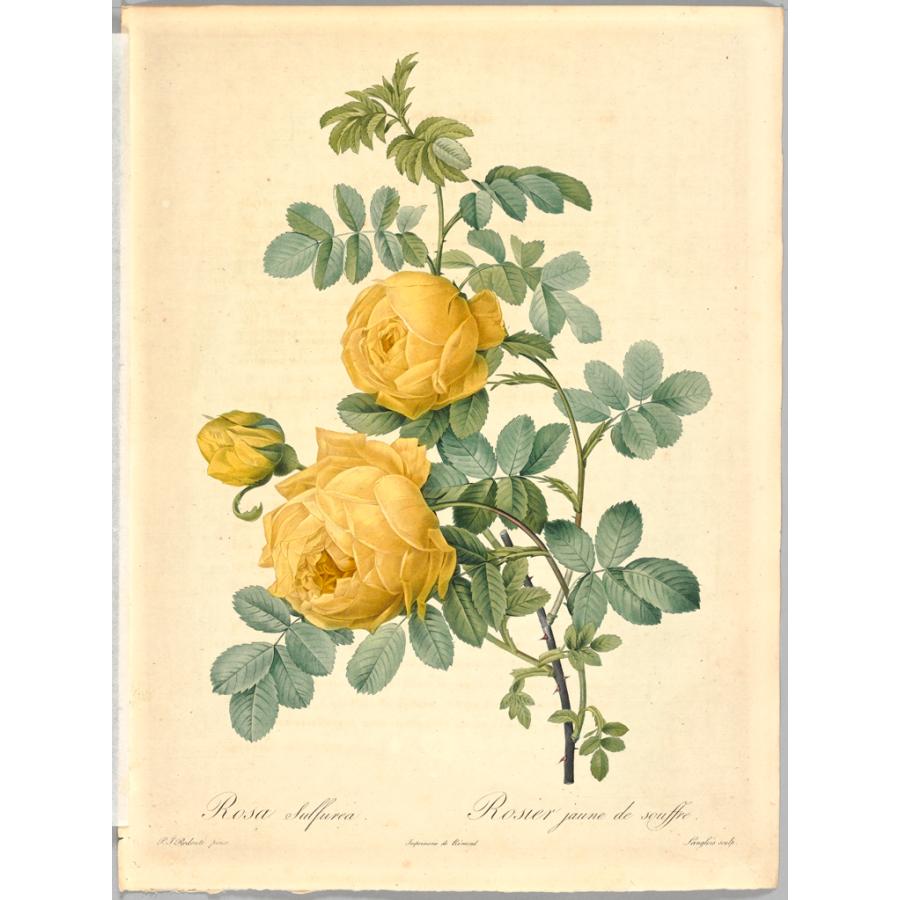 プリモアート】ルドゥーテ『バラ図譜』ベストセレクション : 河出