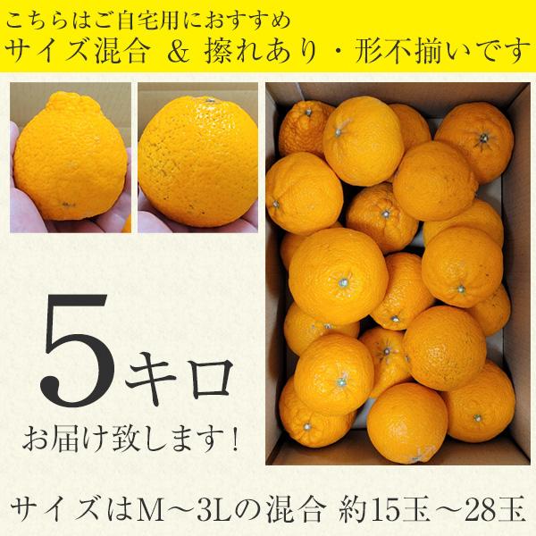 うなぎ屋かわすい 収穫次第順次発送 不知火 しらぬい 5kg 有田市 うなぎ屋かわすい 収穫次第順次発送 不知火 しらぬい 5kg 有田市