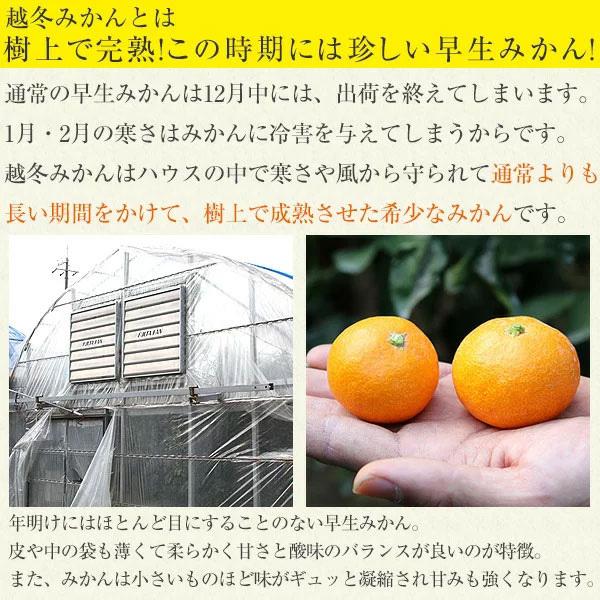 越冬みかん 有田市認定みかん農家 寺嶋さんのみかん 5キロ 有田みかん 和歌山 ミカン お取り寄せグルメ うなぎ屋かわすい 川口水産 通販 Paypayモール