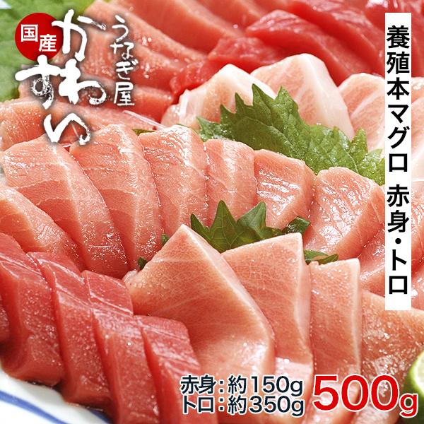 誕生日 お祝い 本マグロ トロ 赤身セット500g 紀州串本産 養殖 まぐろ 鮪 刺身