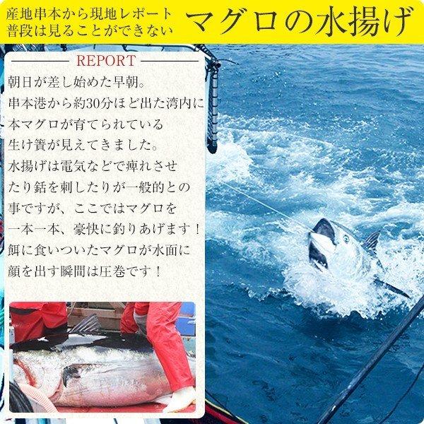 爆売り 本マグロ トロ 赤身セット500g 紀州串本産 養殖 まぐろ 鮪 刺身 柵 冷凍 送料無料 本まぐろ8 480円 Aynaelda Com