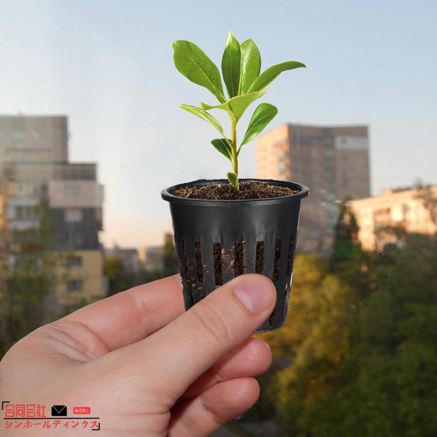 水耕栽培ポット 40個 5.7 5cm 円筒形 育苗ポット 水耕栽培鉢