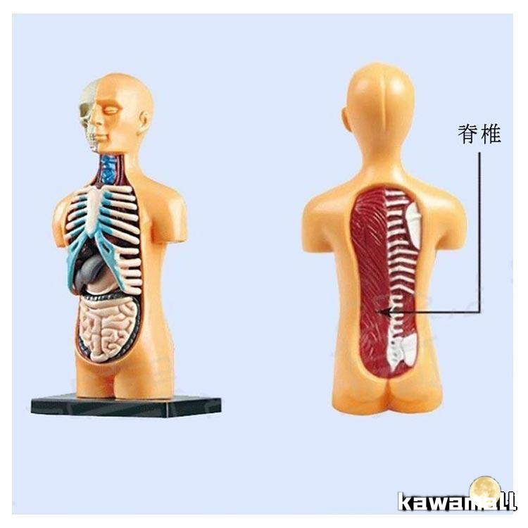 ミニ内臓人体模型 14cm 11ピース 内臓模型 標本 お腹の見える