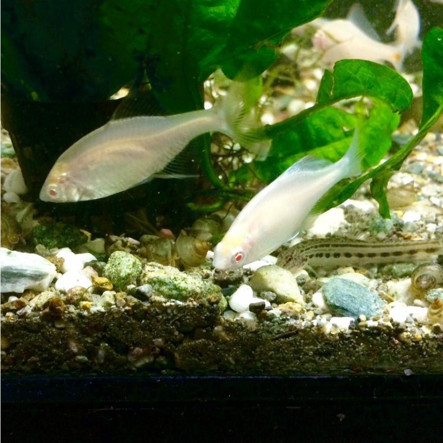 淡水魚 アルビノタイリクバラタナゴ 1匹 生体 川村淡水魚販売 ヤフー店 通販 Yahoo ショッピング