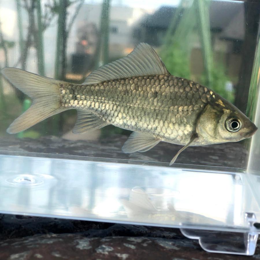 淡水魚 ヘラ鯉 コイヘラ ヘラゴイ ヘラコイ 1匹 生体 川村淡水魚販売 ヤフー店 通販 Yahoo ショッピング