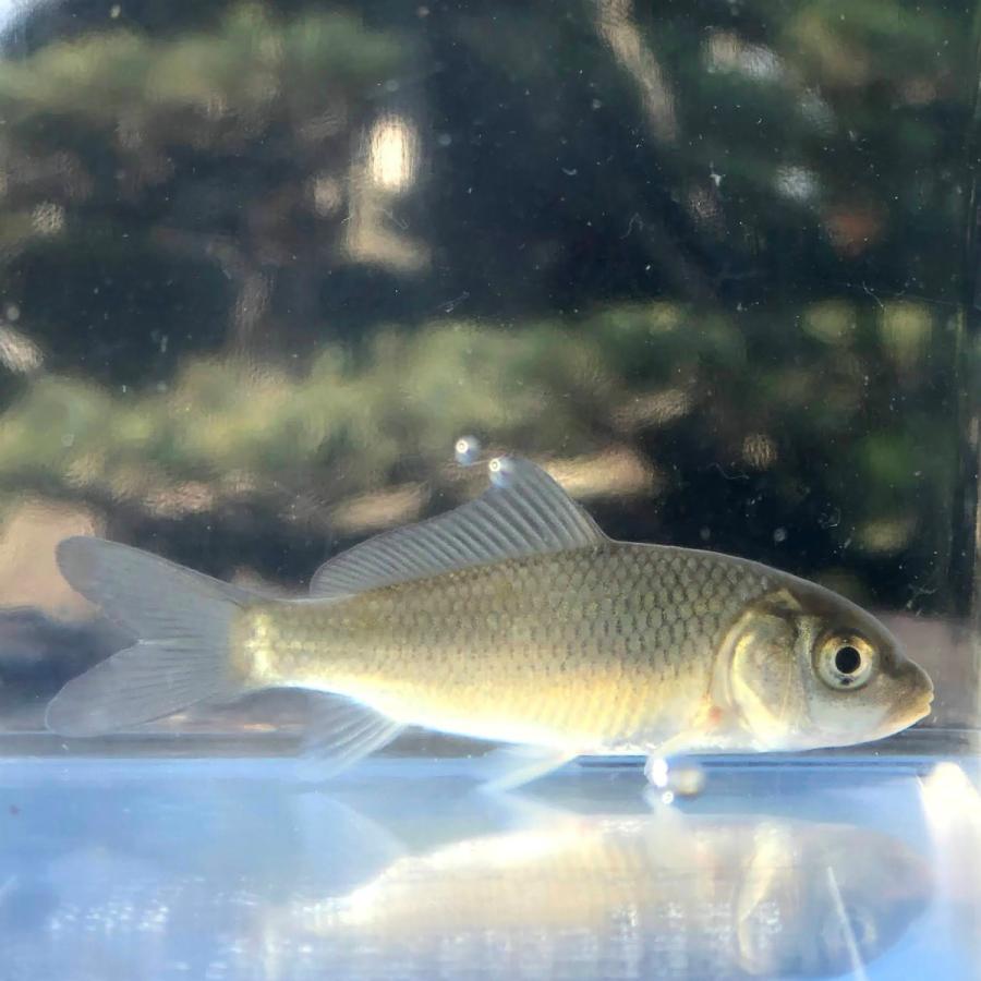 淡水魚 コイ S 養殖 1匹 生体 川村淡水魚販売 ヤフー店 通販 Yahoo ショッピング