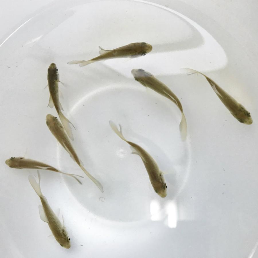 淡水魚 年生まれ 魚取沼産系 鉄魚 1匹 生体 1009 川村淡水魚販売 ヤフー店 通販 Yahoo ショッピング