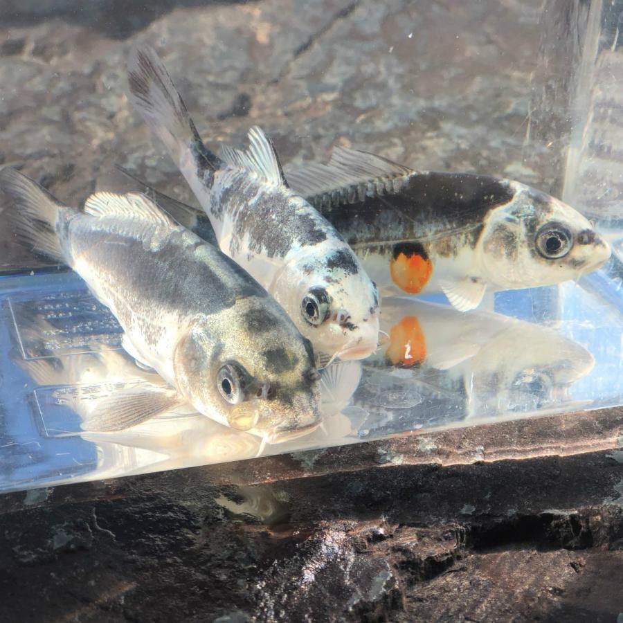 錦鯉 輝黒竜 きこくりゅう 1匹 生体 川村淡水魚販売 ヤフー店 通販 Yahoo ショッピング