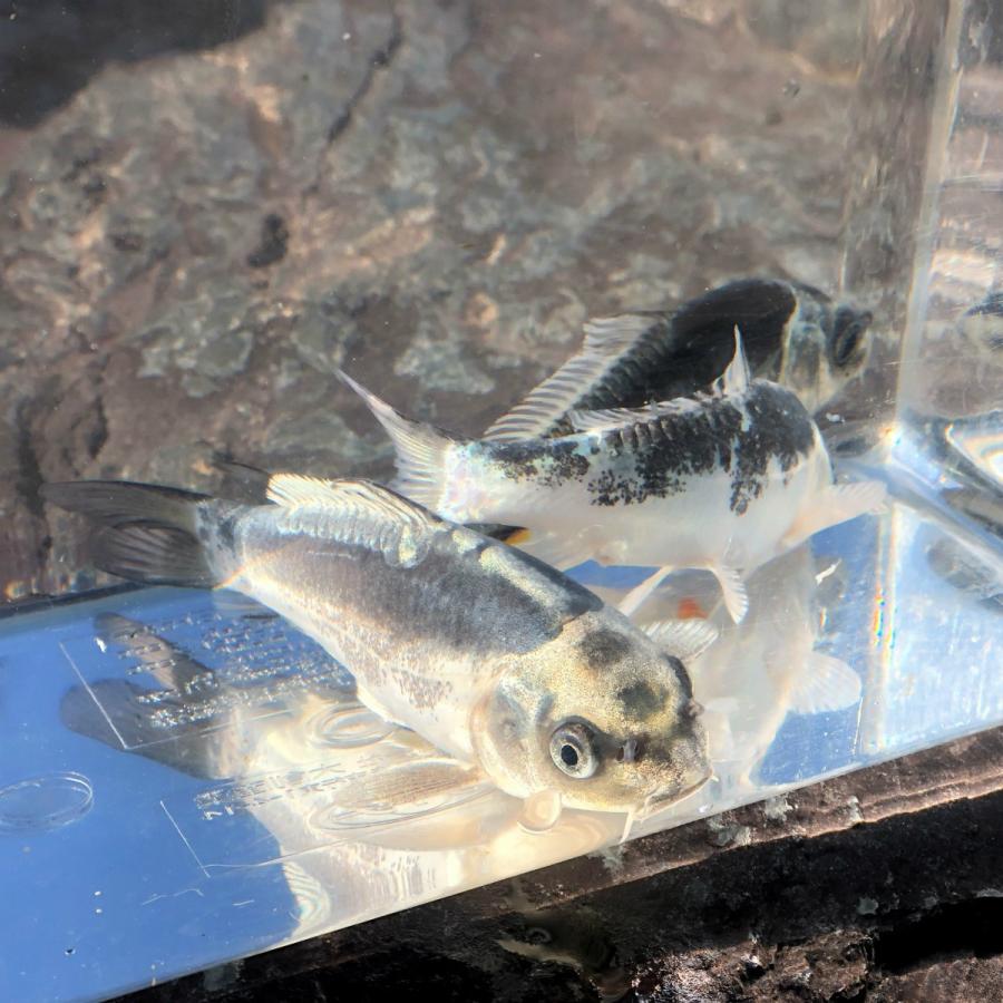 錦鯉 輝黒竜 きこくりゅう 1匹 生体 川村淡水魚販売 ヤフー店 通販 Yahoo ショッピング