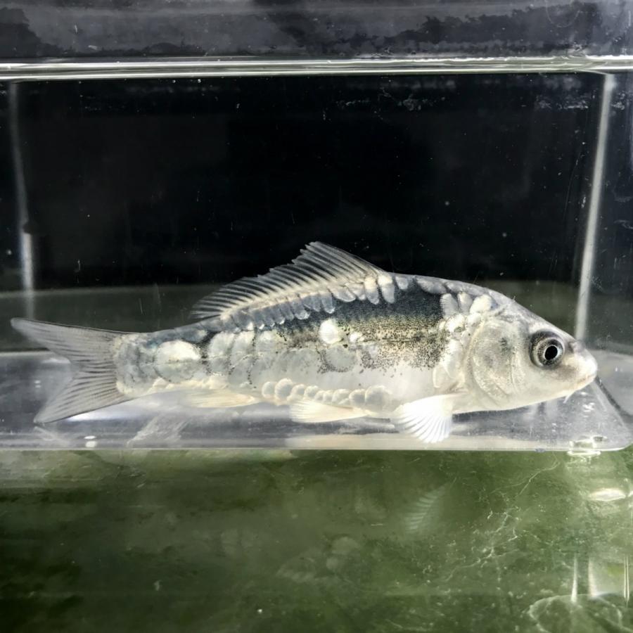 錦鯉 輝黒竜 きこくりゅう 1匹 生体 川村淡水魚販売 ヤフー店 通販 Yahoo ショッピング
