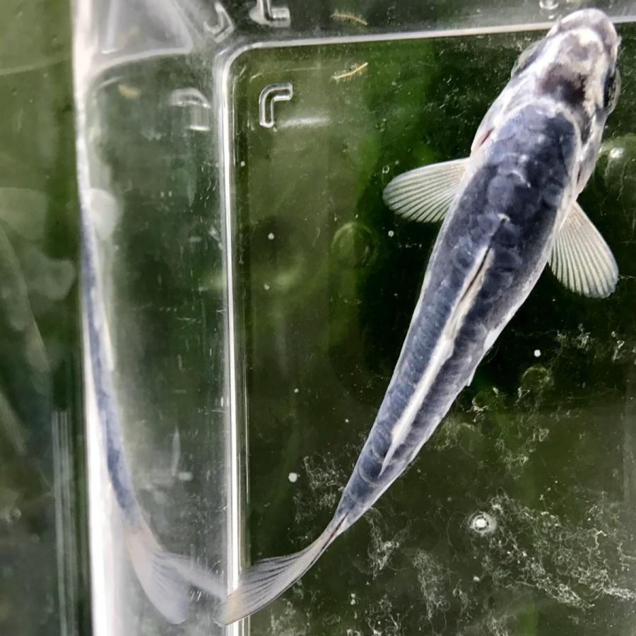 錦鯉 輝黒竜 きこくりゅう 1匹 生体 川村淡水魚販売 ヤフー店 通販 Yahoo ショッピング