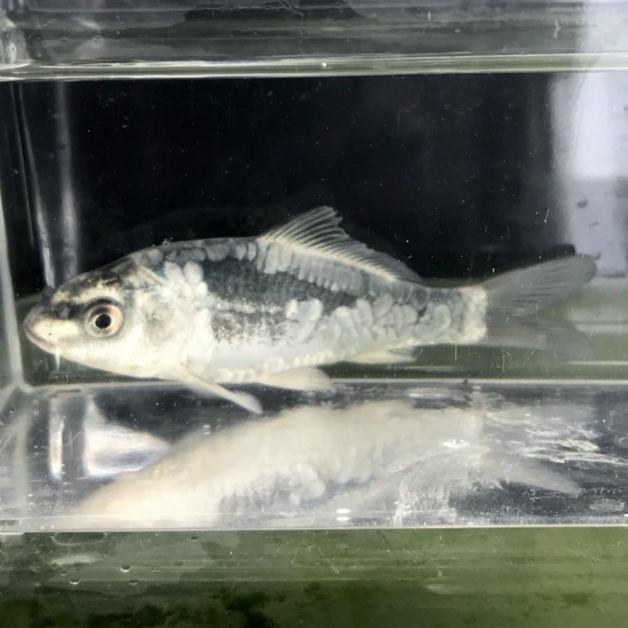 錦鯉 輝黒竜 きこくりゅう 1匹 生体 川村淡水魚販売 ヤフー店 通販 Yahoo ショッピング