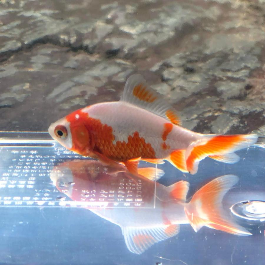 金魚 国産 更紗和金 江戸川産 1匹 Divinelydolce Com