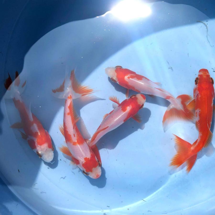 グランドセール 金魚 国産 更紗和金 江戸川産 1匹 生体 Shipsctc Org