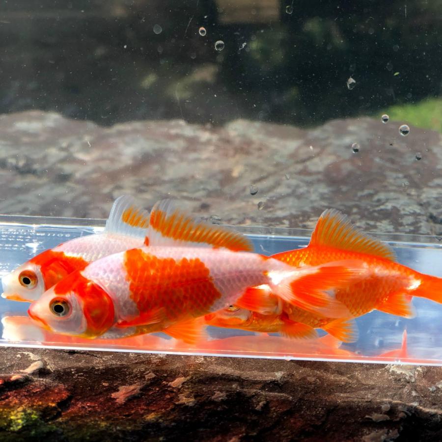 グランドセール 金魚 国産 更紗和金 江戸川産 1匹 生体 Shipsctc Org