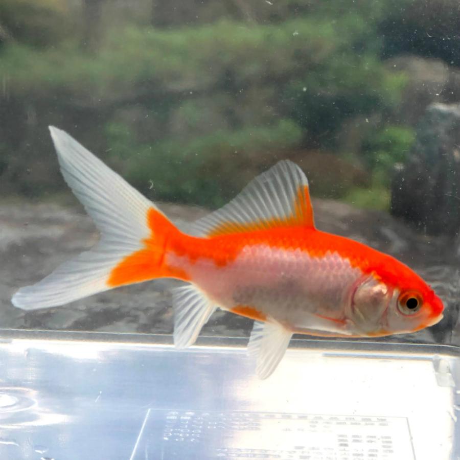 国産金魚 ゴールデンコメット 長尾 ３匹