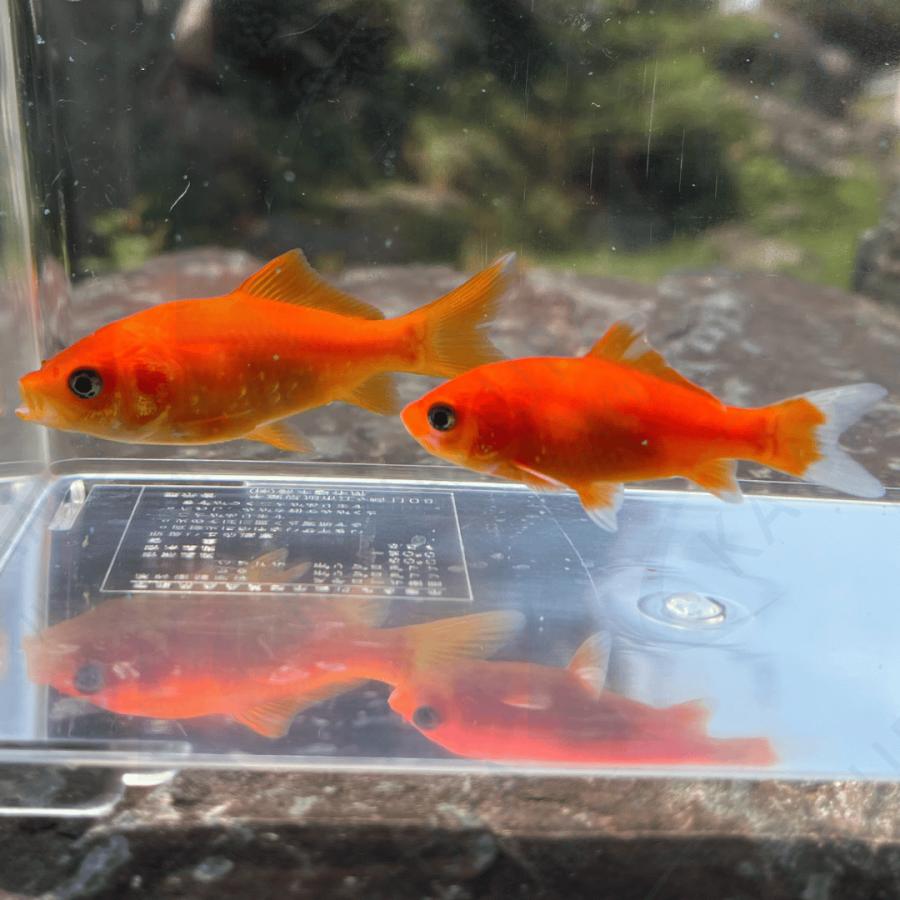 金魚 国産 紅葉コメット 赤 更紗ミックス 短尾 江戸川産 1匹 Dolceeamaro Gr